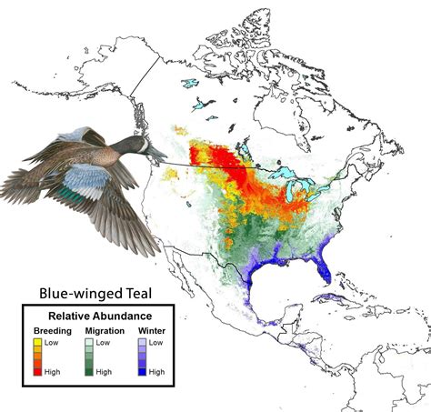 Blue Winged Teal State Of North Americas Birds 2016