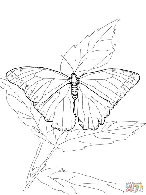 Blue Morpho Butterfly coloring page | Free Printable Coloring Pages