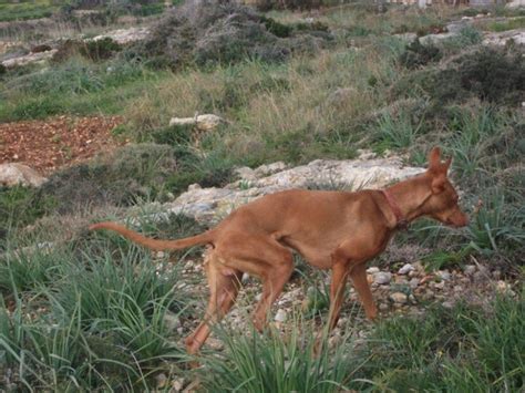 Genetic Study Aims To Reduce Inbreeding Amongst Maltese Hunting Dogs