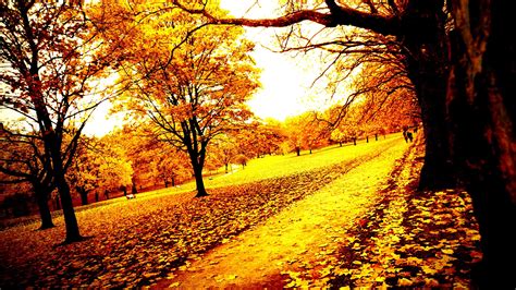 Autumn Fall Tree Forest Landscape Nature Leaves Wallpapers Hd
