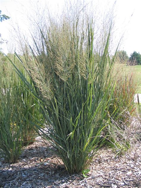 Three Iconic Prairie Grasses To Add To Your Landscape Dyck Arboretum