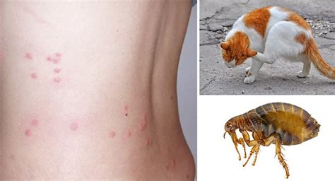 How Does Cat Get Fleas Cat Meme Stock Pictures And Photos
