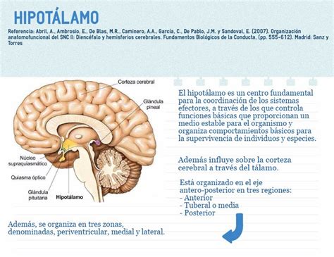 el hipotálamo tiene funciones fundamentales para nuestro organismo controla funciones básicas