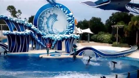 Blue Horizons Dolphin Show At Seaworld Orlando Youtube