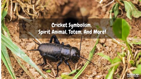 Crickets are orthopteran insects which are related to bush crickets, and, more distantly, to grasshoppers. Cricket Symbolism, Spirit Animal, Totem, And More! - YouTube