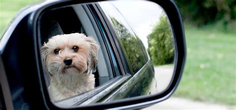 Can Some Dogs Recognize Themselves In The Mirror