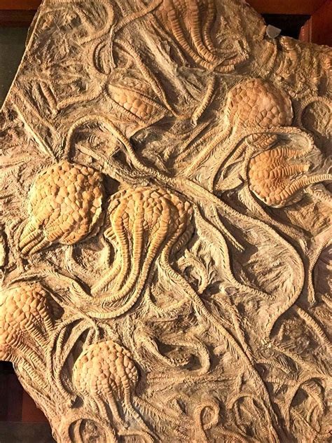 Shells And Fossils — 250 Million Year Old Detailed Crinoid Fossils