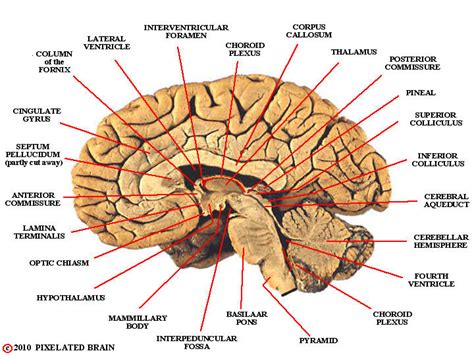 Sagittal Section Of Brain Diagram