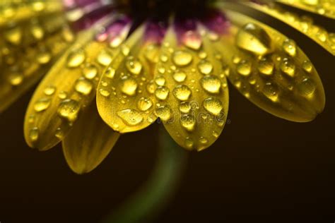 Fresh Yellow Spring Flower With Water Drops Stock Image Image Of