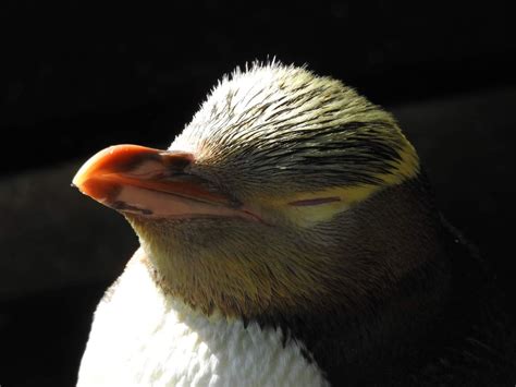 Yellow Eyed Penguin Taken This Week During Nz Vacation Rbirdpics