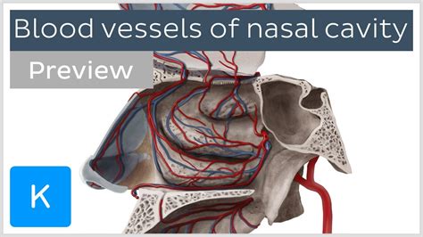 Blood Vessels Of Nasal Cavity Preview Human Anatomy Kenhub Youtube