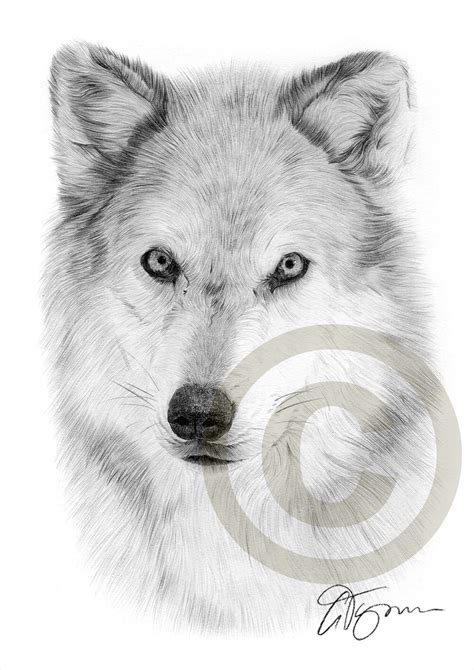 Arctic Wolf Pencil Drawing Print A4 Size Artwork Signed By
