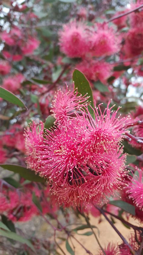 Eucalyptus Erythroneama Red Flowering Mallee Westgrow Farm Trees