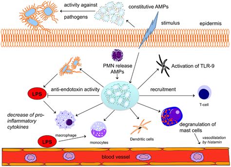 Frontiers Antimicrobial Peptides In Human Sepsis Immunology