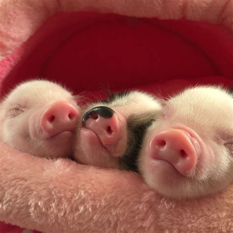 Pin On Oink Oink Mini Pigs