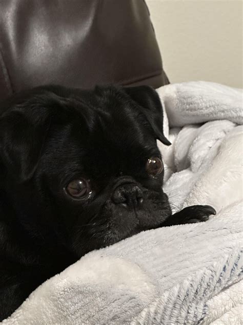 Pug Is Losing Hair On His Butt Rpugs