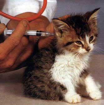 Here are answers to questions about cat vaccinations. Information About Cat Vaccinations For Adult Cats and Kittens.