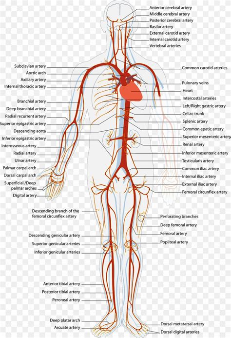 Arteries And Veins Circulatory System Artery Human Body Png