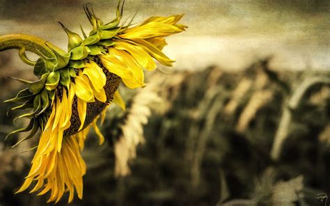 810359 4k Sunflowers Closeup Sky Rare Gallery Hd Wallpapers