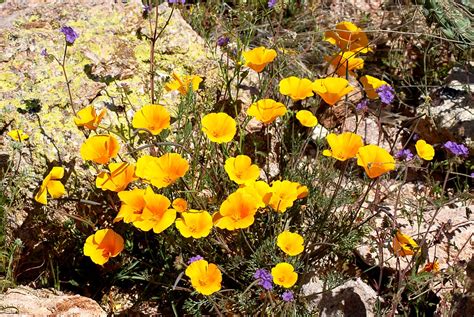 Edupic Arizona Wildflower Images