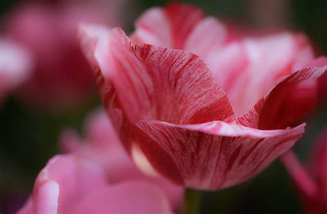 Selective Focus Graphy Of Red Petaled Flower Hd Wallpaper Peakpx