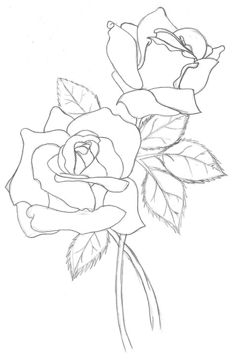 Flower Outline Watercolor Flowers Traditional Rose Ta Clipart