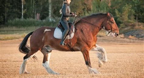 12 Most Popular Horse Breeds In The World With Pictures