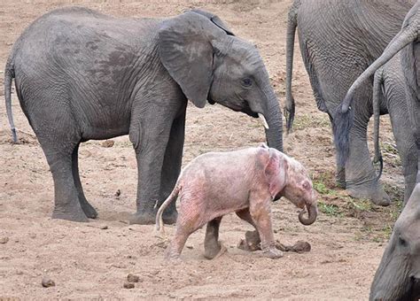 Albino Baby ‪‎elephant‬ Has Been Spotted In Kruger National Park
