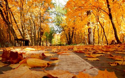 Autumn Leaves On The Pavement Wallpaper Nature Wallpapers 39608