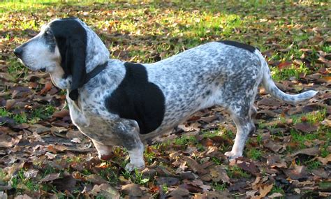 All puppies displayed are free to our clients who are on our hound crate program or special homes program. Basset Bleu de Gascogne Puppies For Sale by Best Dog Bree ...