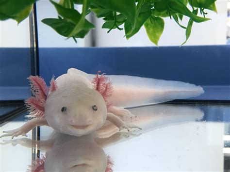 Axolotl axolotl leucistic specimen conservation status critically endangered scientific classification kingdom: The DNA of the salamander axolotl has been sequenced to uncover the secrets of its regeneration