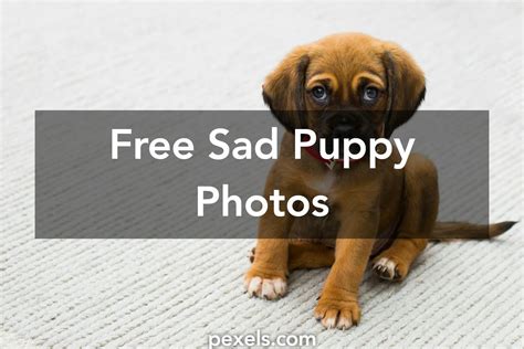 1000 Great Sad Puppy Photos · Pexels · Free Stock Photos