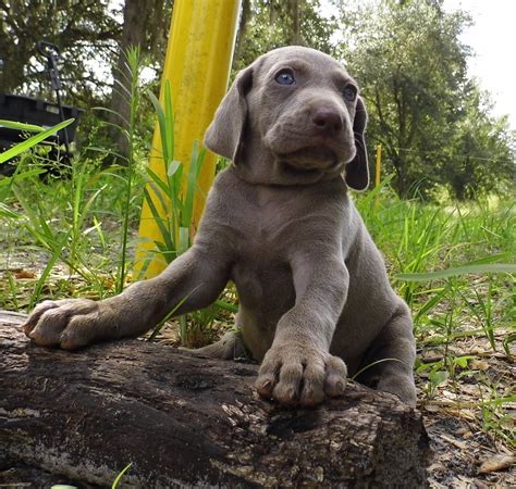 9 Reasons Weimaraners Are So Addictive Sonderlives