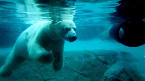 Polar Bear Habitat Cochrane Ontario Canada Youtube