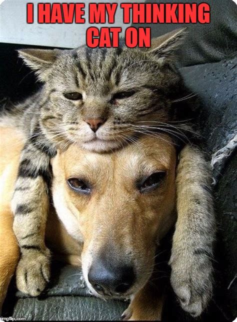 Dog And Cat Memes Funny