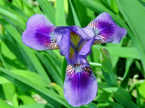 Iris Beauty Graphy Leaves Beautiful Iris Nature Flower Hd