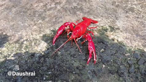 Ikan hias air tawar ini berasal dari amazon. jual lobster hias air tawar, jakarta - YouTube