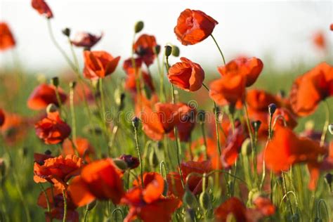 Beautiful Poppies Blooming In The Summer Field In Poland Stock Image