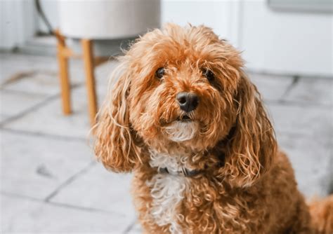 15 Poodles Mixes A Collection Of Curly Companions