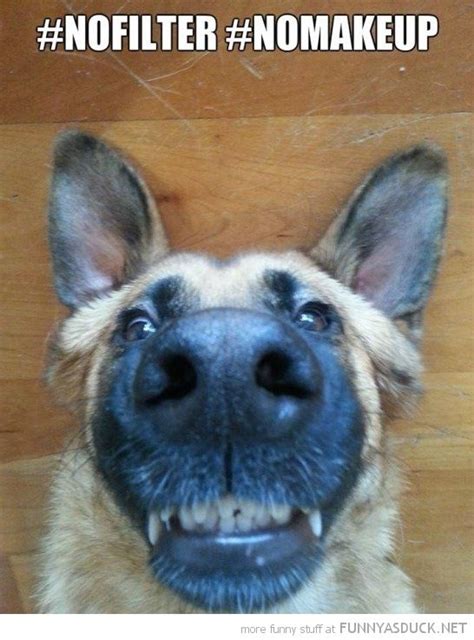 32 Best Dog Selfies Images On Pinterest Funny Pics
