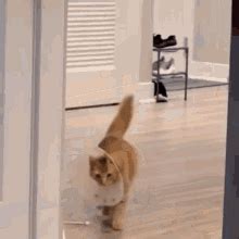 Cat Cats Gif Cat Cats Cattitude Discover Share Gifs