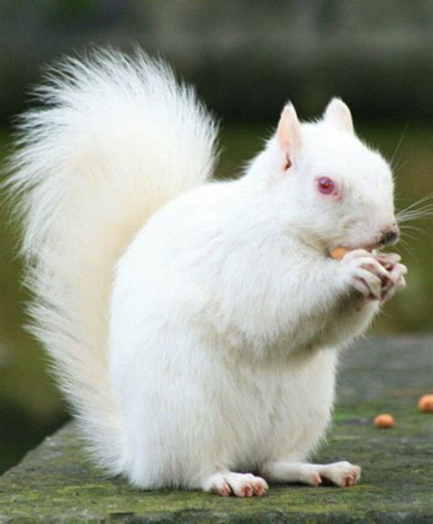 Albino Squirrel How Rare