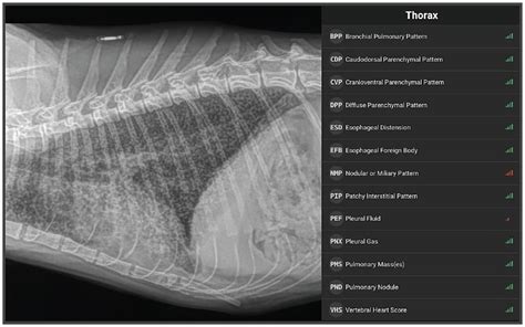 Radiology Case Of The Week Feline Miliary Pulmonary Pattern