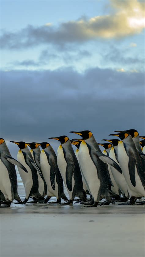King Penguins Aptenodytes Patagonicus Patrol Along Volunteer Point