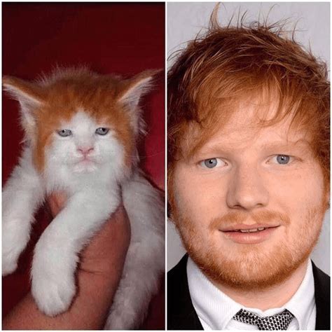 The Resemblance Is Uncanny Funny Cat Pictures Funny Cat Videos Cat