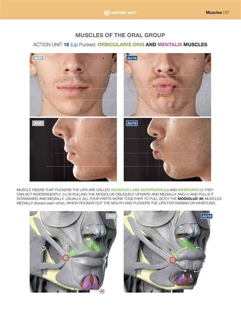 Anatomy Of Facial Expression Paperback Anatomy For Sculptors Facial