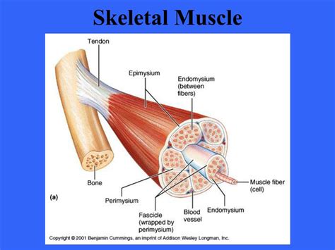 Ppt Muscle Tissue Powerpoint Presentation Free Download Id318020