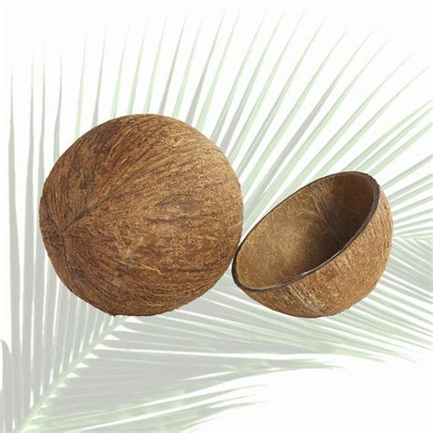 Coconut Shell Half 100 Natural Eco Friendlyjewelry Etsy
