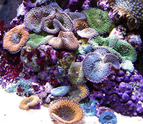 Skittles Community Photos Nano Reef Community