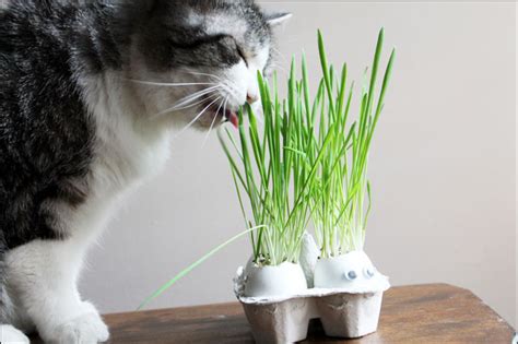 Cat grass care involves growing the grass in optimum conditions to extend its lifespan and get the best out of it. Just for the Fun of It - Growing Grass in an Eggshell ...